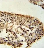 Anti-ERO1LB antibody used in IHC (Paraffin sections) (IHC-P). GTX53598