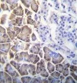 Anti-ID1 antibody used in IHC (Paraffin sections) (IHC-P). GTX53624