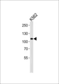 Anti-MIB1 antibody used in Western Blot (WB). GTX53672