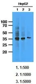 Anti-AKR1C1 antibody [AT6D10] used in Western Blot (WB). GTX53684