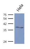 Anti-ASNA1 antibody [AT2A1] used in Western Blot (WB). GTX53686