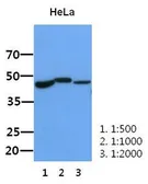 Anti-BMP2 antibody [AT15B3] used in Western Blot (WB). GTX53691