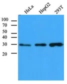 Anti-CBR1 antibody [AT4E12] used in Western Blot (WB). GTX53696