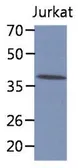 Anti-CIAO1 antibody [AT6C9] used in Western Blot (WB). GTX53698
