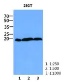 Anti-CNBP antibody [AT38F10] used in Western Blot (WB). GTX53702