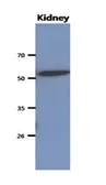 Anti-CNDP2 antibody [AT15E5] used in Western Blot (WB). GTX53703