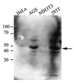 Anti-CtBP1 antibody [AT4D6] used in Western Blot (WB). GTX53708