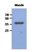 Anti-FBP2 antibody [AT1E11] used in Western Blot (WB). GTX53713