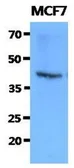 Anti-FKBP6 antibody [AT9B7] used in Western Blot (WB). GTX53716