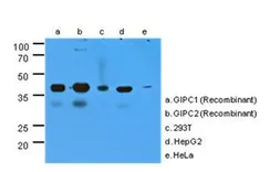 Anti-GIPC antibody [AT1G10] used in Western Blot (WB). GTX53721