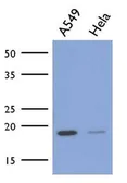 Anti-ICT1 antibody [AT1E9] used in Western Blot (WB). GTX53730