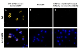 SARS-CoV-2 Membrane Protein Proximity Ligation Assay (PLA) Kit (Cy3). GTX537371-23