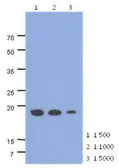 Anti-MRPS25 antibody [AT38E7] used in Western Blot (WB). GTX53743