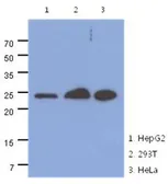 Anti-MRRF antibody [AT7D10] used in Western Blot (WB). GTX53744