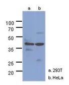 Anti-NAGK antibody [AT4D12] used in Western Blot (WB). GTX53748