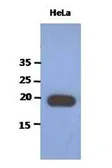 Anti-PAIP2 antibody [AT1C12] used in Western Blot (WB). GTX53755