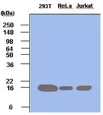 Anti-PIN1 antibody [3G8] used in Western Blot (WB). GTX53762