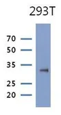 Anti-PRPS1 antibody [AT1E11] used in Western Blot (WB). GTX53772