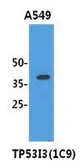 Anti-PIG3 antibody [AT1C9] used in Western Blot (WB). GTX53794