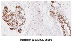 Anti-UBE2L6 antibody [k1H3] used in IHC (Paraffin sections) (IHC-P). GTX53796