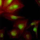 Anti-UBE2S antibody [AT2C12] used in Immunocytochemistry/ Immunofluorescence (ICC/IF). GTX53797