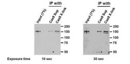 Anti-Cas9 antibody [7A9] used in Immunoprecipitation (IP). GTX53807