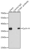 Anti-Cyclin H antibody used in Immunoprecipitation (IP). GTX53904