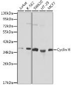 Anti-Cyclin H antibody used in Western Blot (WB). GTX53904