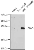 Anti-HP1 alpha antibody used in Immunoprecipitation (IP). GTX53906