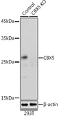 Anti-HP1 alpha antibody used in Western Blot (WB). GTX53906