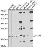 Anti-CD59 antibody used in Western Blot (WB). GTX53909