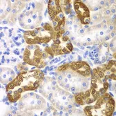 Anti-CD151 antibody used in IHC (Paraffin sections) (IHC-P). GTX53914