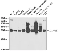 Anti-C21orf33 antibody used in Western Blot (WB). GTX53930
