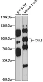 Anti-Cullin 3 antibody used in Western Blot (WB). GTX53933