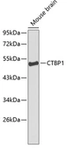 Anti-CtBP1 antibody used in Western Blot (WB). GTX53940