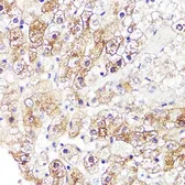 Anti-CYP3A4 antibody used in IHC (Paraffin sections) (IHC-P). GTX53947