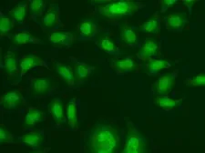 Anti-Centrin 2 antibody used in Immunocytochemistry/ Immunofluorescence (ICC/IF). GTX53956