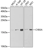 Anti-Cytochrome b5 antibody used in Western Blot (WB). GTX53959