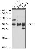 Anti-CDC7 antibody used in Western Blot (WB). GTX53964