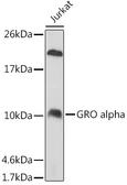 Anti-CXCL1 / GRO alpha antibody used in Western Blot (WB). GTX53966