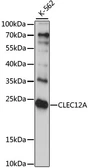 Anti-CLEC12A antibody used in Western Blot (WB). GTX53970