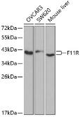 Anti-JAM-A antibody used in Western Blot (WB). GTX53992