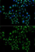 Anti-FABP2 antibody used in Immunocytochemistry/ Immunofluorescence (ICC/IF). GTX53994