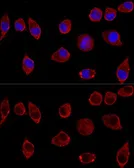 Anti-DAO antibody used in Immunocytochemistry/ Immunofluorescence (ICC/IF). GTX53998