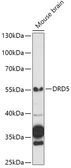 Anti-Dopamine Receptor D5 antibody used in Western Blot (WB). GTX54003