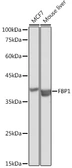 Anti-FBP1 antibody used in Western Blot (WB). GTX54007