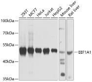Anti-eEF1A1 antibody used in Western Blot (WB). GTX54012