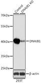 Anti-Hsp40 antibody used in Western Blot (WB). GTX54013