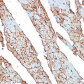 Anti-Flotillin 1 antibody used in IHC (Paraffin sections) (IHC-P). GTX54027