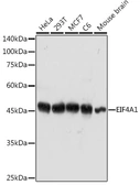 Anti-EIF4A1 antibody used in Western Blot (WB). GTX54032